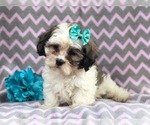 Small Photo #19 Zuchon Puppy For Sale in LAKELAND, FL, USA
