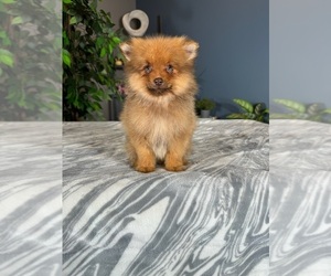 Pomeranian Puppy for sale in GREENWOOD, IN, USA