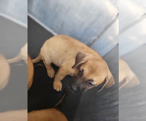 Medium Photo #1 American Staffordshire Terrier Puppy For Sale in San Antonio, TX, USA