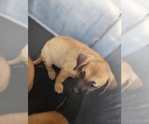 American Staffordshire Terrier Dogs for adoption in San Antonio, TX, USA