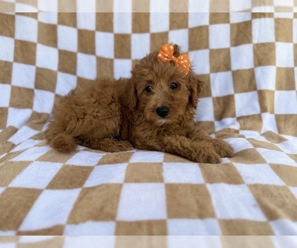 Medium Photo #8 Aussiedoodle Miniature  Puppy For Sale in LAKELAND, FL, USA