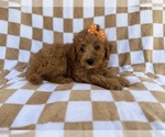 Small #7 Aussiedoodle Miniature 
