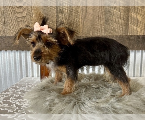 Medium Photo #1 Yorkshire Terrier Puppy For Sale in NAPPANEE, IN, USA