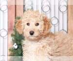 Small Photo #2 Aussiedoodle Miniature  Puppy For Sale in NAPLES, FL, USA