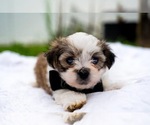 Puppy 5 Maltipoo