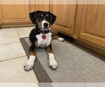 Small #1 Greater Swiss Mountain Dog Mix