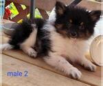 Small #1 Pomeranian