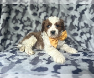 Cavapoo Puppy for sale in LAKELAND, FL, USA
