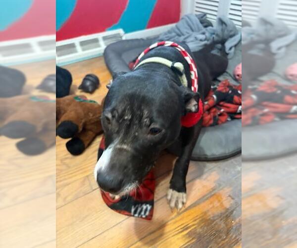 Medium Photo #2 Mutt Puppy For Sale in Crete, IL, USA