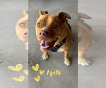 Small #14 American Staffordshire Terrier-Boxer Mix