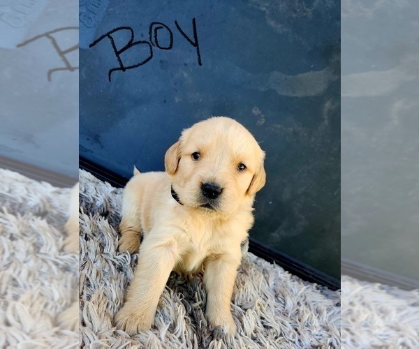 Medium Photo #16 Golden Retriever Puppy For Sale in OROVILLE, CA, USA