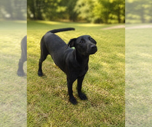 Medium Photo #3 Labrador Retriever-Unknown Mix Puppy For Sale in Canton, CT, USA