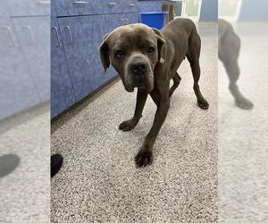 Mutt Dogs for adoption in Palmetto, FL, USA