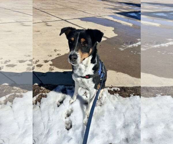 Medium Photo #6 German Shepherd Dog-Great Pyrenees Mix Puppy For Sale in Aurora, CO, USA
