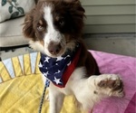 Small #1 Miniature Australian Shepherd