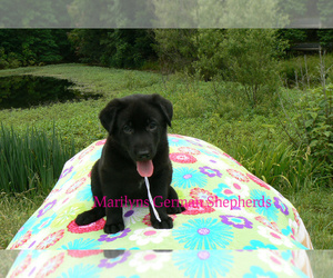 German Shepherd Dog Puppy for sale in PIEDMONT, MO, USA