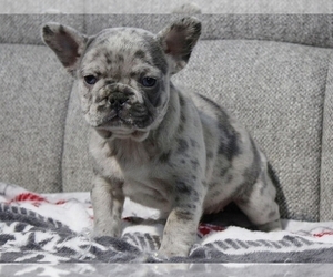 French Bulldog Puppy for sale in NEW YORK, NY, USA