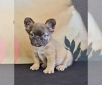 Small Photo #16 French Bulldog Puppy For Sale in LOS ALTOS, CA, USA