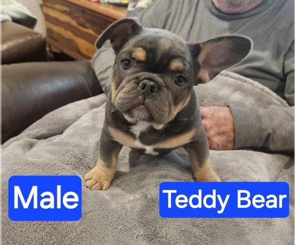 Medium Photo #3 French Bulldog Puppy For Sale in FAIRVIEW, MO, USA