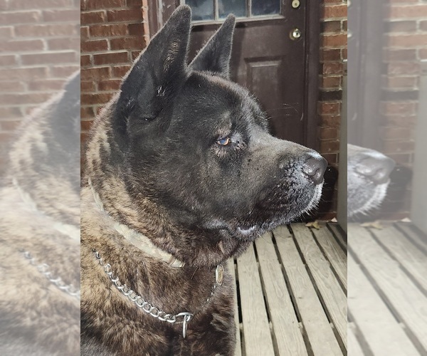 Medium Photo #5 Akita Puppy For Sale in MEM, TN, USA