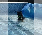 Small #7 German Shepherd Dog