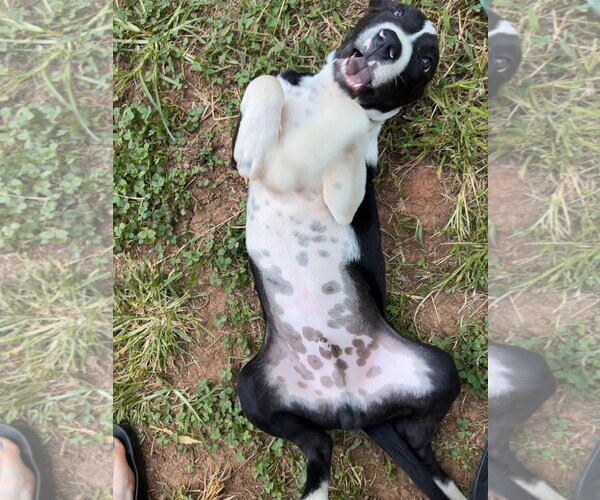 Medium Photo #4 Mutt Puppy For Sale in Chester, VA, USA