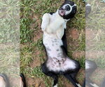 Small Photo #4 Mutt Puppy For Sale in Chester, VA, USA