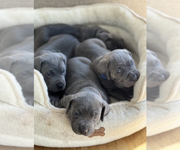 Medium Photo #1 Cane Corso Puppy For Sale in SUFFOLK, VA, USA