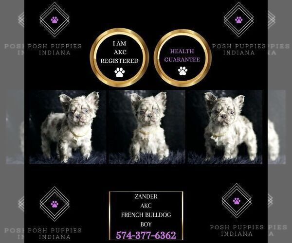 Medium Photo #97 French Bulldog Puppy For Sale in WARSAW, IN, USA