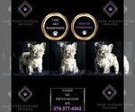 Small Photo #97 French Bulldog Puppy For Sale in WARSAW, IN, USA