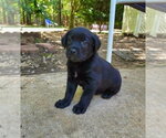 Small #1 Shepweiller