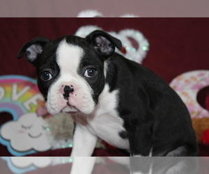 Boston Terrier Puppy for sale in BROOKSVILLE, FL, USA