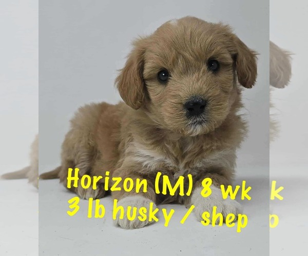 Medium Photo #4 Siberian Husky-Unknown Mix Puppy For Sale in pomfret, CT, USA