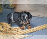 Puppy Trixie Dachshund