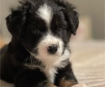Puppy 1 Miniature Australian Shepherd