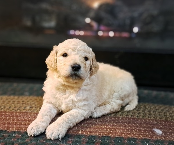 Medium Photo #2 Goldendoodle Puppy For Sale in PELHAM, NH, USA