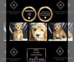 Puppy Brody F1B Goldendoodle (Miniature)