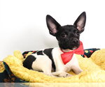 Small Photo #5 Chihuahua-Unknown Mix Puppy For Sale in Phoenix, AZ, USA