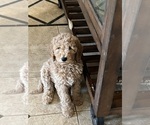 Small #12 Labradoodle