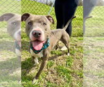 Small #4 American Pit Bull Terrier-American Staffordshire Terrier Mix