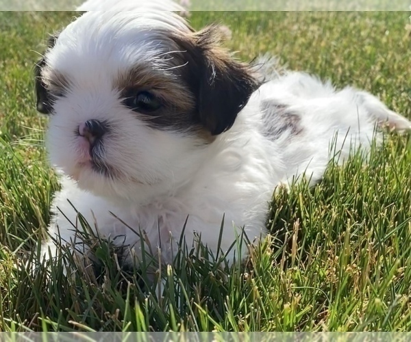 Medium Photo #2 Shih Tzu Puppy For Sale in DOWAGIAC, MI, USA