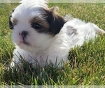 Small Photo #2 Shih Tzu Puppy For Sale in DOWAGIAC, MI, USA