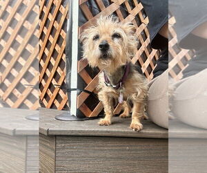 Mutt Dogs for adoption in Salt Lake City, UT, USA