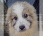 Small #4 Collie-Great Pyrenees Mix