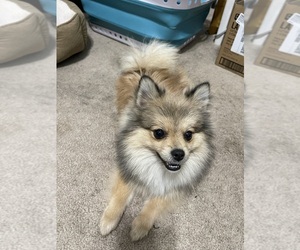 Pomeranian-Unknown Mix Puppy for sale in LODI, CA, USA