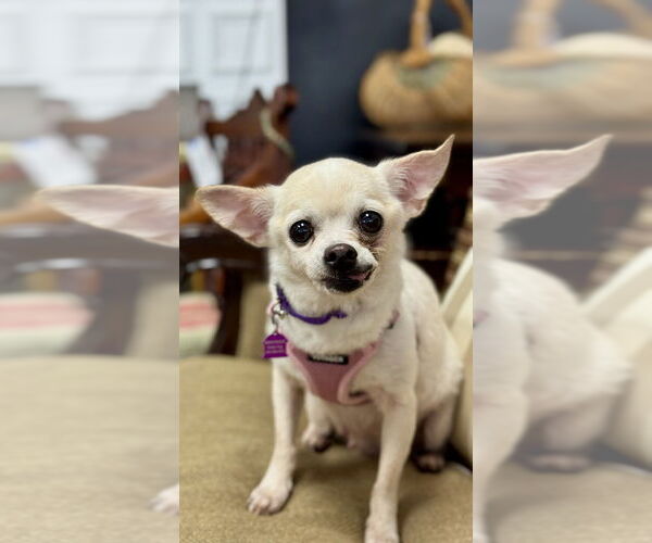 Medium Photo #11 Chihuahua-Unknown Mix Puppy For Sale in Mundelein, IL, USA