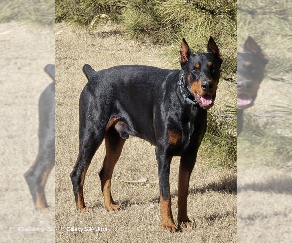Medium Photo #1 Doberman Pinscher Puppy For Sale in BEAVER CITY, NE, USA