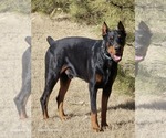 Small Photo #1 Doberman Pinscher Puppy For Sale in BEAVER CITY, NE, USA