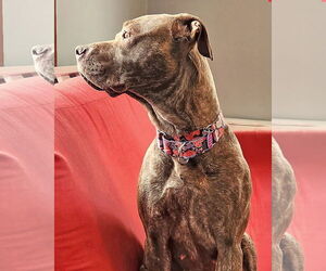 Foxy Brown - Female American Pit Bull Terrier-Plott Hound Mix Dog for Adoption - Photo #6