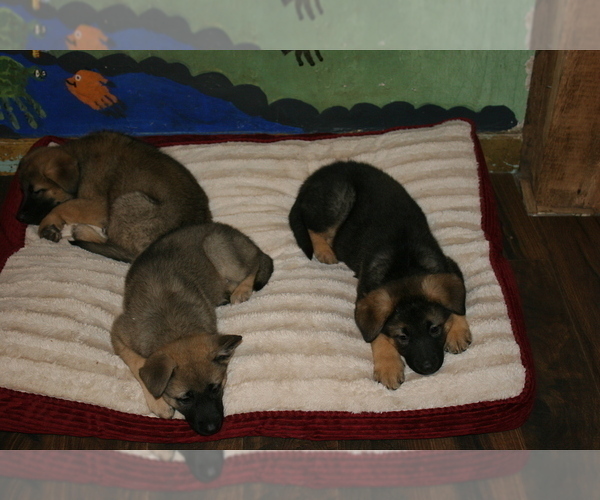 Medium Photo #1 Akita-German Shepherd Dog Mix Puppy For Sale in MOODUS, CT, USA